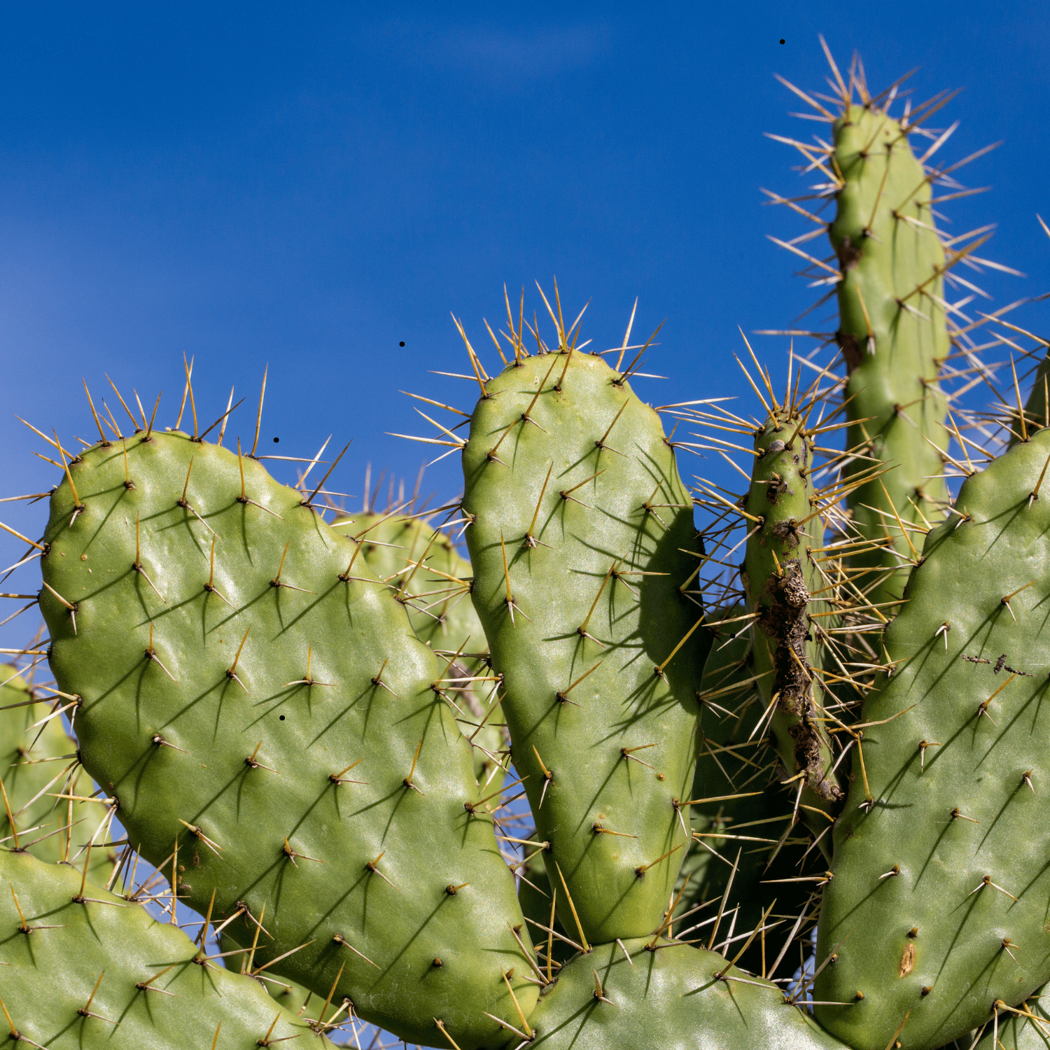 The Wonders of the Nopal Cactus