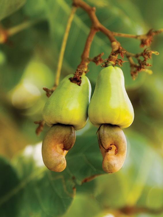 Roasted Cashew Nuts Salted, 100g