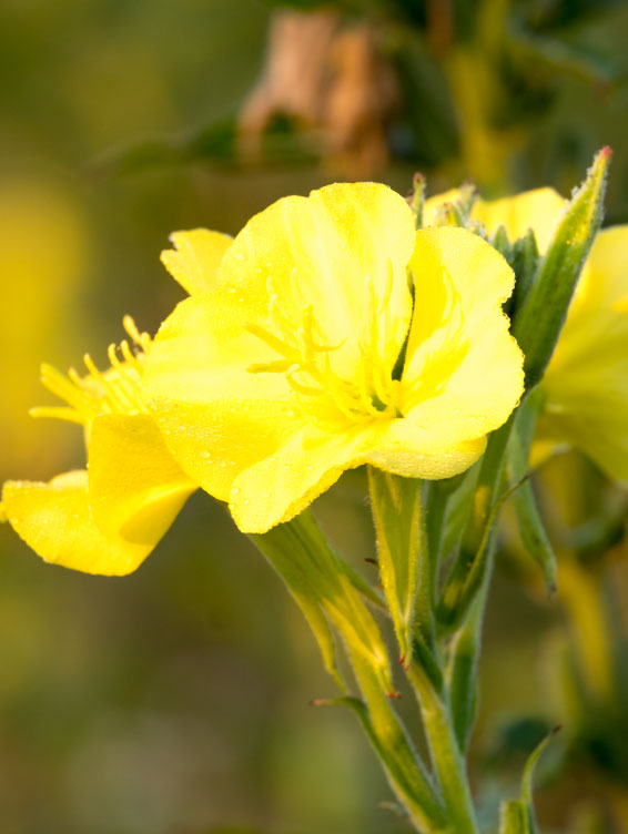 Evening Primrose Oil, 60 Softgels