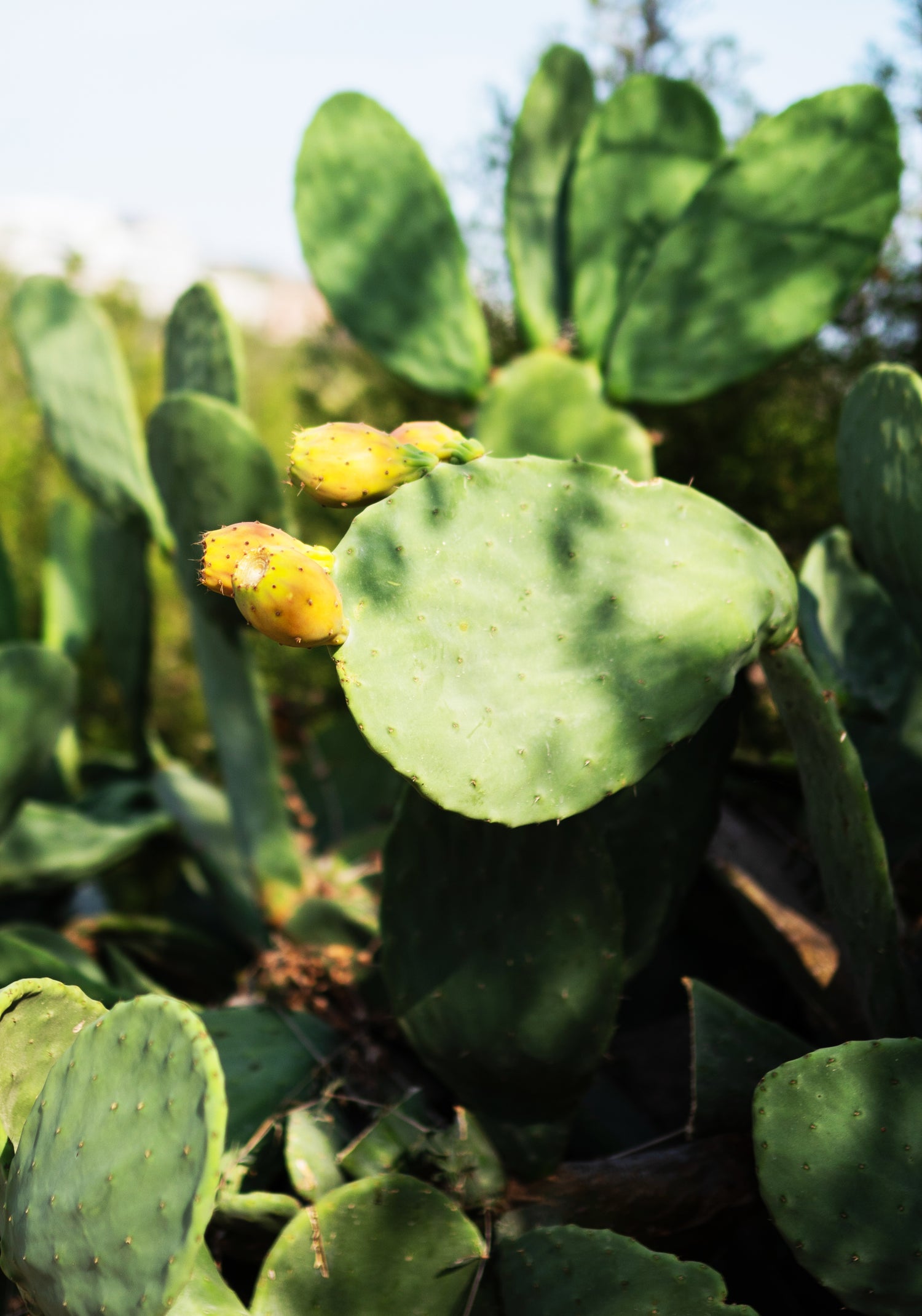 Dia-Med Nopal Cactus, 90 V-Capsules